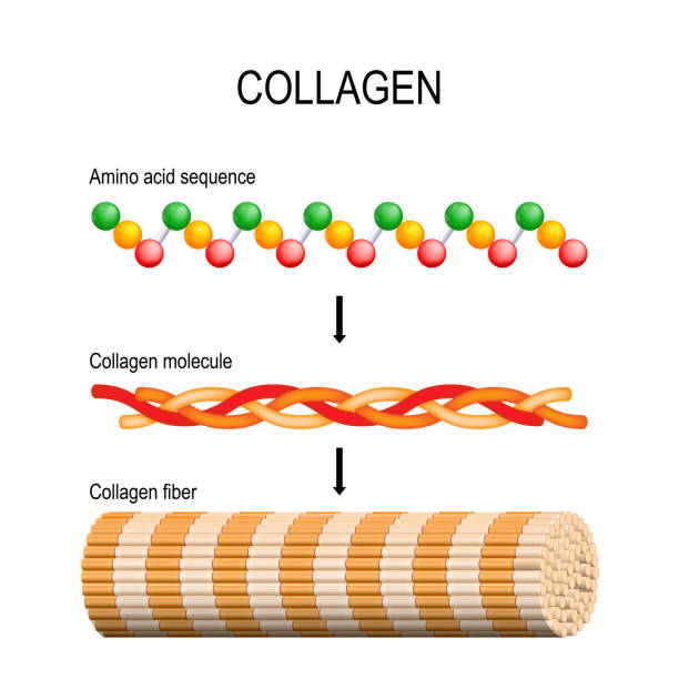 Collagen (fiber, molecule, and Amino acid sequence). Molecular structure. Collagen (fiber, molecule, and Amino acid sequence). Molecular structure. Three polypeptides coil to form tropocollagen. Tropocollagens bind together to form a fibril. Many fibrils bind together form a collagen fibre. Vector diagram for educational, medical, biological and science use. Connective tissue collagen stock illustrations