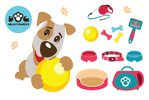Collection of accessories for dogs. Funny dog Jack Russell Terrier.