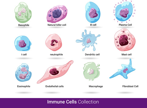 Collection of all immune cells of human immune system: natural killer cell, eosinophil, dendritic cell, b and t cell, macrophage