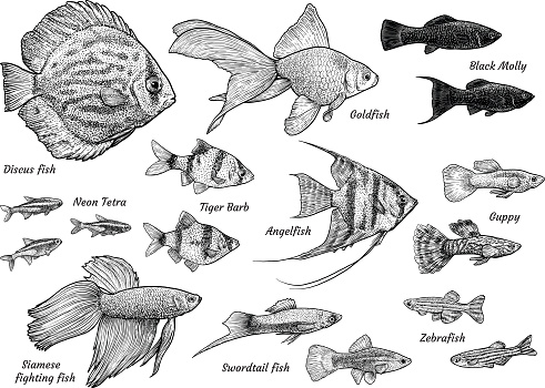 Collection of aquarium fish illustration, drawing, engraving, ink, line art, vector