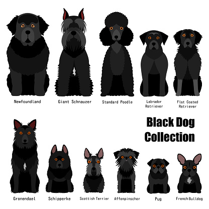 collection of  black dog