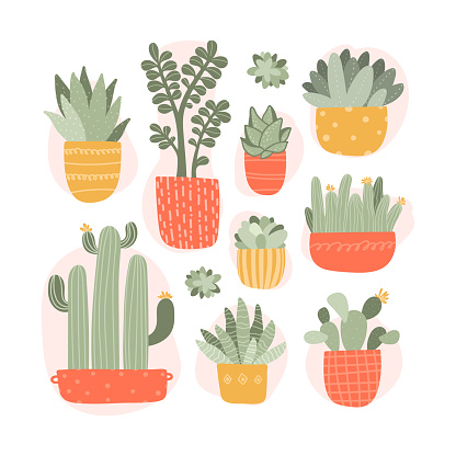 Collection of cactuses and succulents in flower pots. Flat vector illustration