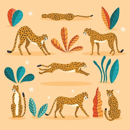 Collection of cute hand drawn cheetahs on pink background, standing, stretching, running and walking with exotic plants. Flat vector illustration