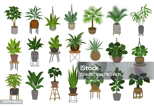 istock collection of different decor house indoor garden plants in pots and stands graphic set 1009948020