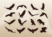 A comprehensive collection of eagle illustrations. This stock illustration set includes eagles flying, landing and standing. You also get a nice background. Enjoy!