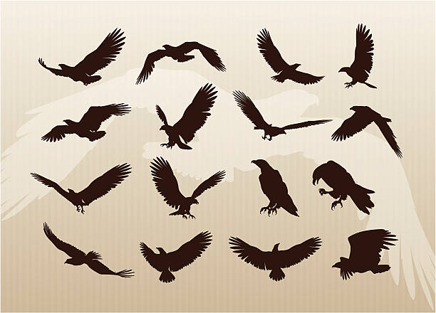 collection of Eagles A comprehensive collection of eagle illustrations. This stock illustration set includes eagles flying, landing and standing. You also get a nice background. Enjoy! flying stock illustrations