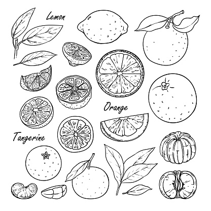 Collection of fruit: lemon, orange, tangerine isolated on white