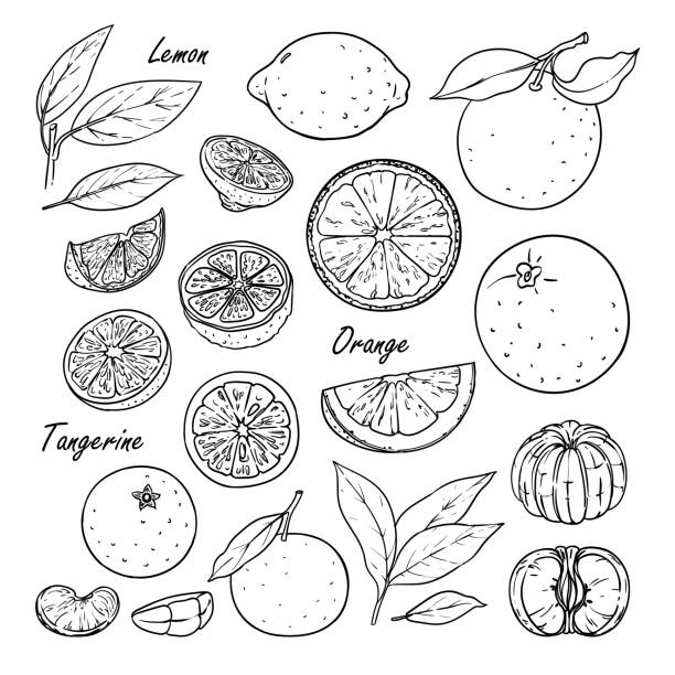 ilustrações, clipart, desenhos animados e ícones de coleção de frutas: limão, laranja, tangerina, isolado no branco - orange