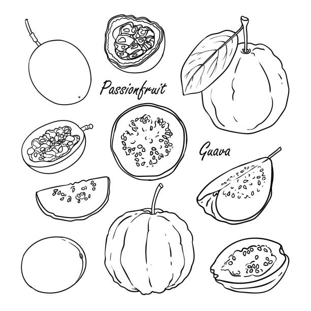 ilustrações, clipart, desenhos animados e ícones de coleção de frutas: maracujá, goiaba, isolada no branco - doce de goiaba