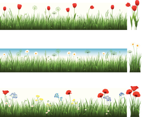 Collection of grass with tulips, camomiles and poppies