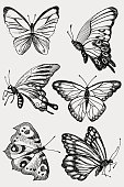 Butterfly collection, illustration, drawing, engraving ink line art vector