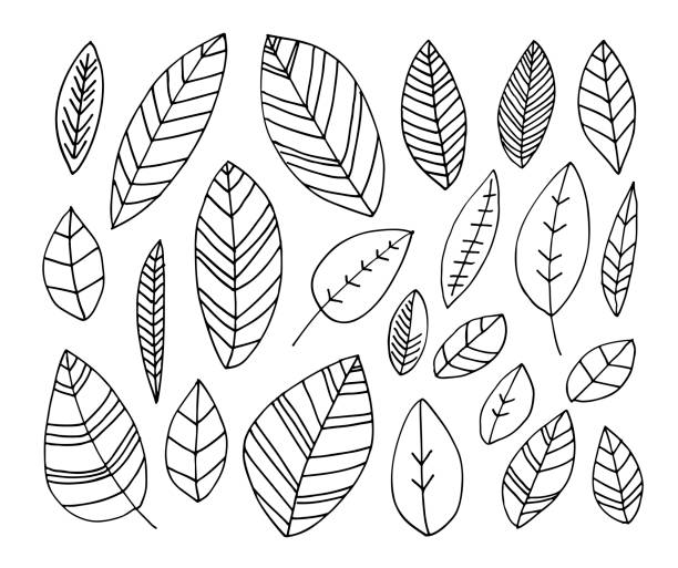 Collection of hand drawn leaves. Collection of hand drawn leaves. Ink illustration. Line design. Doodle style. Elements for cards, posters or advertisement. autumn drawings stock illustrations