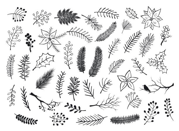 collection of hand drawn outlined and silhouettes winter foliage, branches twigs, flowers in black color  christmas drawings stock illustrations