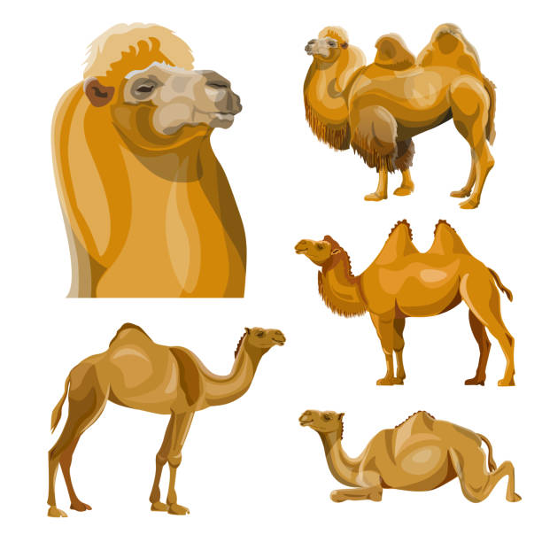 illustrazioni stock, clip art, cartoni animati e icone di tendenza di collezione di cammelli vettoriali - gobi desert