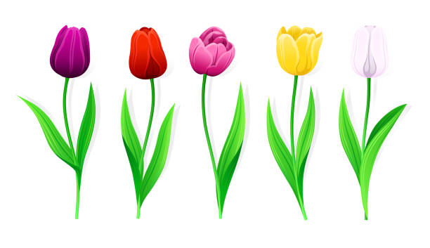 Collection Of Vector Pink, Yellow, Red, White, Purple Tulips With Stem And Green Leaves. Set Of Isolated Spring Flowers With Multi-Colored Petals. Collection Of Vector Pink, Yellow, Red, White, Purple Tulips With Stem And Green Leaves. Set Of Isolated Spring Flowers With Multi-Colored Petals. Different Colorful Tulip Buds And Blooming Flowers. flower clipart stock illustrations