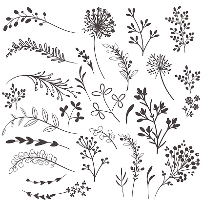 Collection of vector rustic plants for design