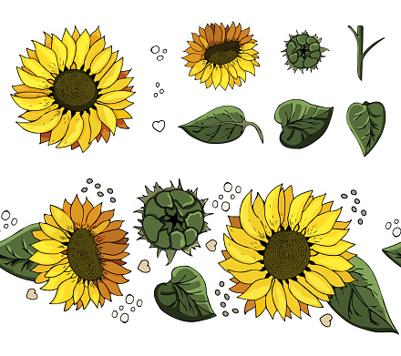 Collection of yellow sunflowers and green leaves. Flower head. Realistic botany.