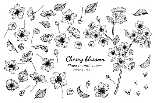 collection set of cherry blossom flower and leaves drawing