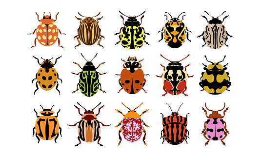 collection set of flat vector illustration of bugs.