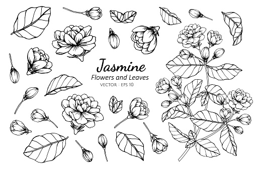 Collection set of jasmine flower and leaves drawing illustration.