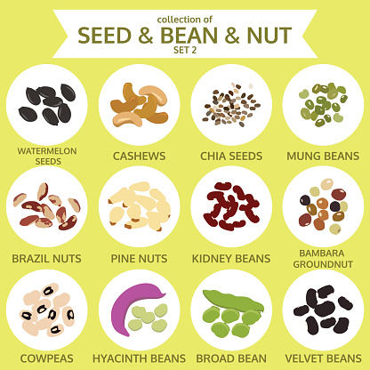collections of seed & bean & nut set two, food, vector