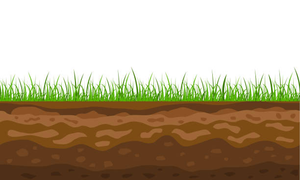 ilustrações de stock, clip art, desenhos animados e ícones de color cross section of ground with grass. vector - layers of the earth
