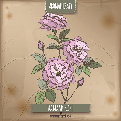 Colore Rosa Di Damasco Schizzo Su Vecchio Sfondo Di Carta - Immagini  vettoriali stock e altre immagini di Aromaterapia - iStock