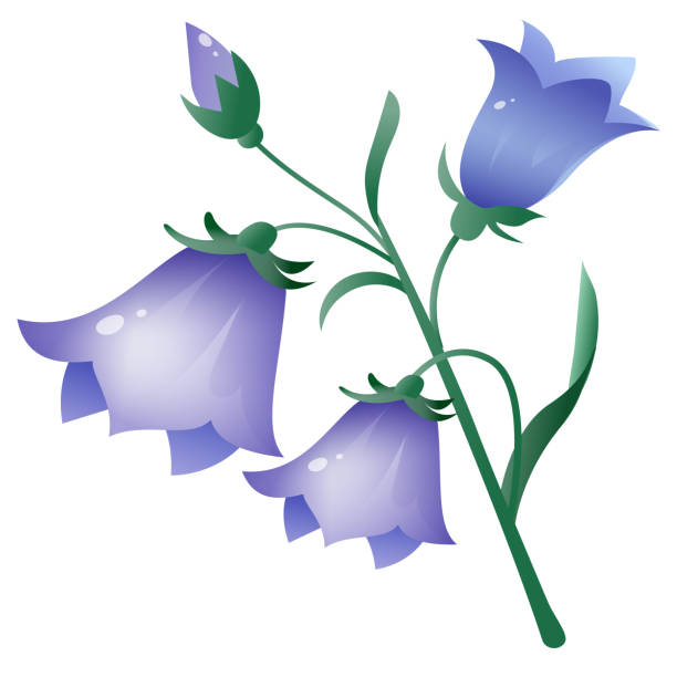 Blue Bell Flowers Cartoons Stock Photos, Pictures & Royalty-Free Images ...