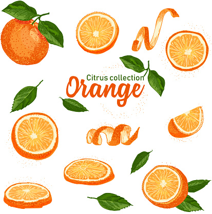 Color set of hand drawn tropical citrus fruit. Orange. Ink sketch style. Good idea for templates menu, recipes, greeting cards.