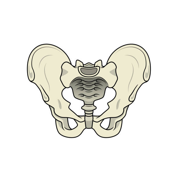 Color vector illustration of children's activity coloring book pages with pictures of Organ pelvis. Color vector illustration of children's activity coloring book pages with pictures of Organ pelvis. pelvic floor stock illustrations