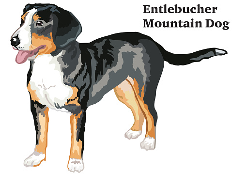 Colored decorative standing portrait of Entlebucher Mountain Dog vector illustration