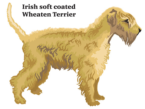 Colored decorative standing portrait of Irish soft coated Wheaten Terrier vector illustration