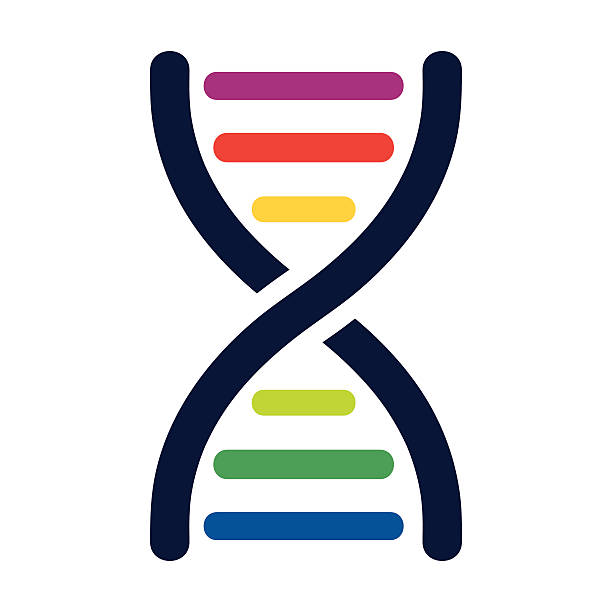 DNA colored strands - VECTOR Vector Illustration of DNA colored strands. High resolution JPEG and Transparent PNG included in file. dna symbols stock illustrations
