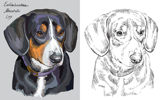 Colorful and monochrome hand drawing vector portrait of Entlebucher Mountain Dog