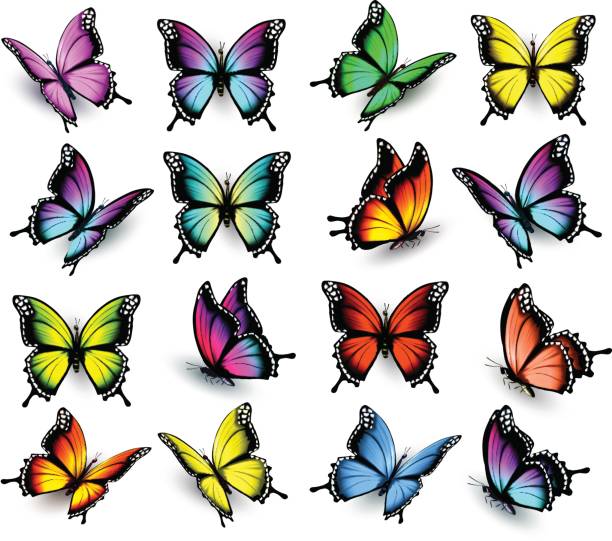 illustrazioni stock, clip art, cartoni animati e icone di tendenza di set di farfalle colorate. vettore. - farfalle