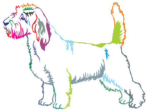 Colorful decorative standing portrait of Petit Basset Griffon Vendeen vector illustration