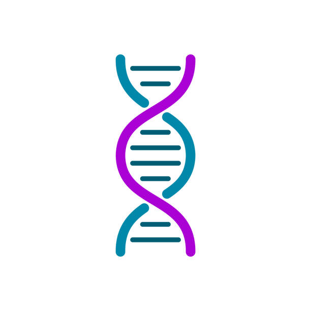Colorful DNA icon. Simple DNA helix on white background. Genetic material symbol. Blue and purple DNA spiral molecule. Human genome design element. Molecular biology. Vector illustration, clip art. dna clipart stock illustrations
