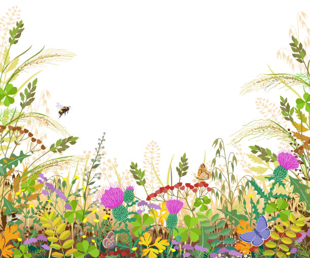 Colorful Frame with Autumn Meadow Plants and Insects Horizontal border with autumn meadow plants and insects. Floral frame with fading grass, colorful wild flowers, bumblebees and butterflies on white background, space for text. Vector flat illustration grass borders stock illustrations