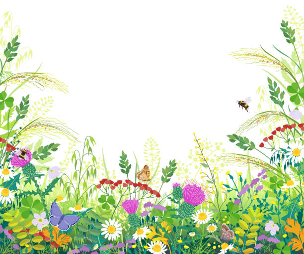Colorful Frame with Summer Meadow Plants and Insects Horizontal border with summer meadow plants. Green grass, colorful flowers, butterflies and bumblebees on white background with space for text. Floral natural backdrop vector flat illustration. bee borders stock illustrations