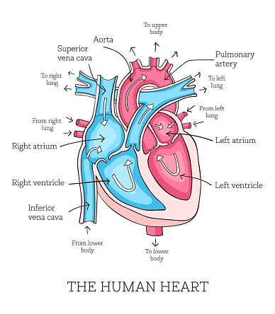Colorful hand drawn illustration of human heart anatomy