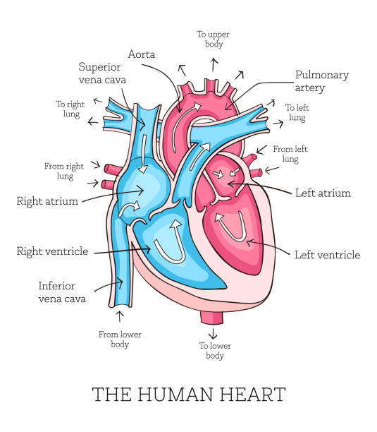 красочная нарисованная вручную иллюстрация анатомии сердца человека - laporta stock illustrations