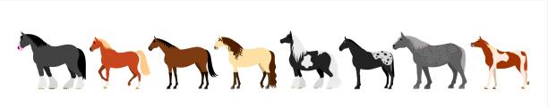 colorful Horse banner colorful Horses in a row. horse borders stock illustrations