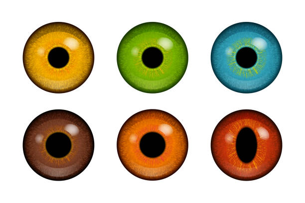 ilustrações de stock, clip art, desenhos animados e ícones de colorful human and animal eyeballs - dragões olho