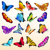 Colorful realistic butterflies big vector set. Butterfly with color pattern on wing, summer butterfly of illustration