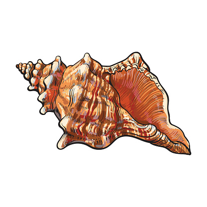 Colorful spiral conch sea shell, isolated sketch style vector illustration