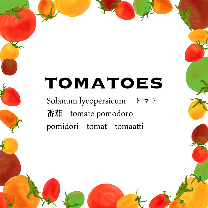 Colorful tomatoes set vector illustration frame
