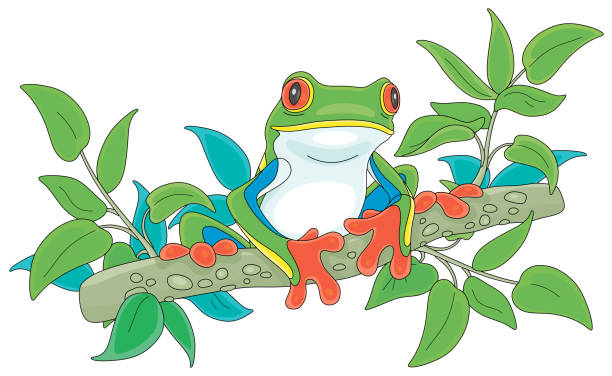Colorful tropical tree-frog on a branch Amusing poisonous tree frog sitting on a green branch in a wild tropic rainforest, vector cartoon illustration on a white background tree frog drawing stock illustrations