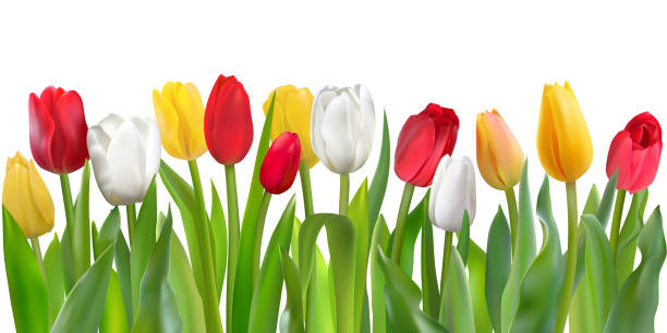 Colorful tulips pattern Many beautiful colorful Tulips with leaves isolated on a white background. Photo-realistic mesh vector illustration for any festive design, horizontal pattern with live spring flowers. tulip stock illustrations