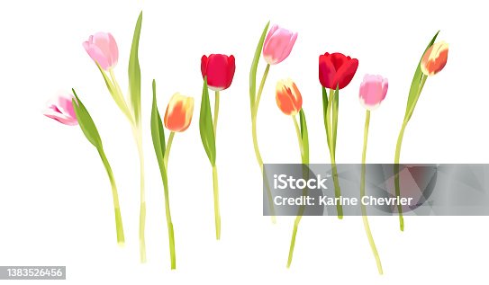 istock Colorful tulips photorealistic vector isolated 1383526456