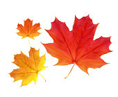 Colorful Vivid Autumn Falling Leaves. Vector Illustration EPS10